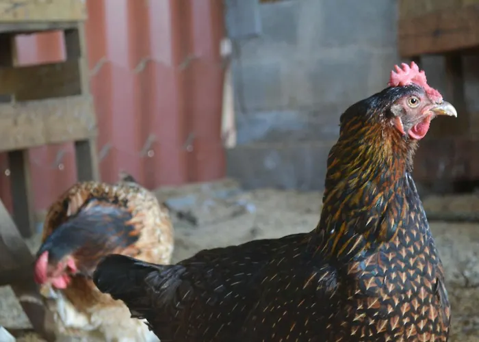 Eco Granja Don Lolo