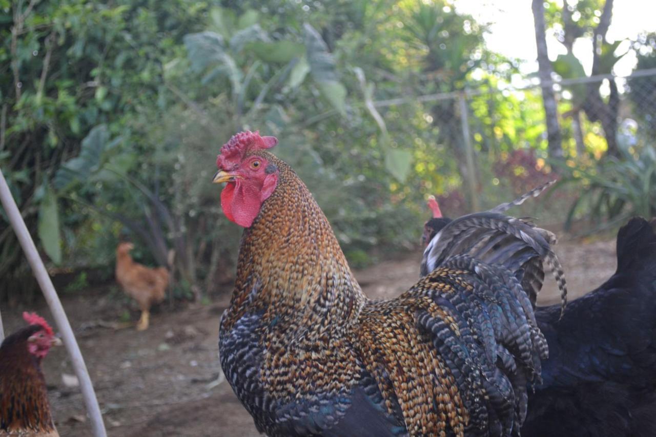 Eco Granja Don Lolo *