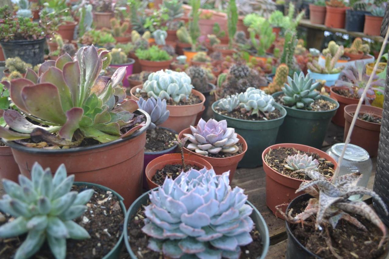 Eco Granja Don Lolo Quesada (Alajuela)