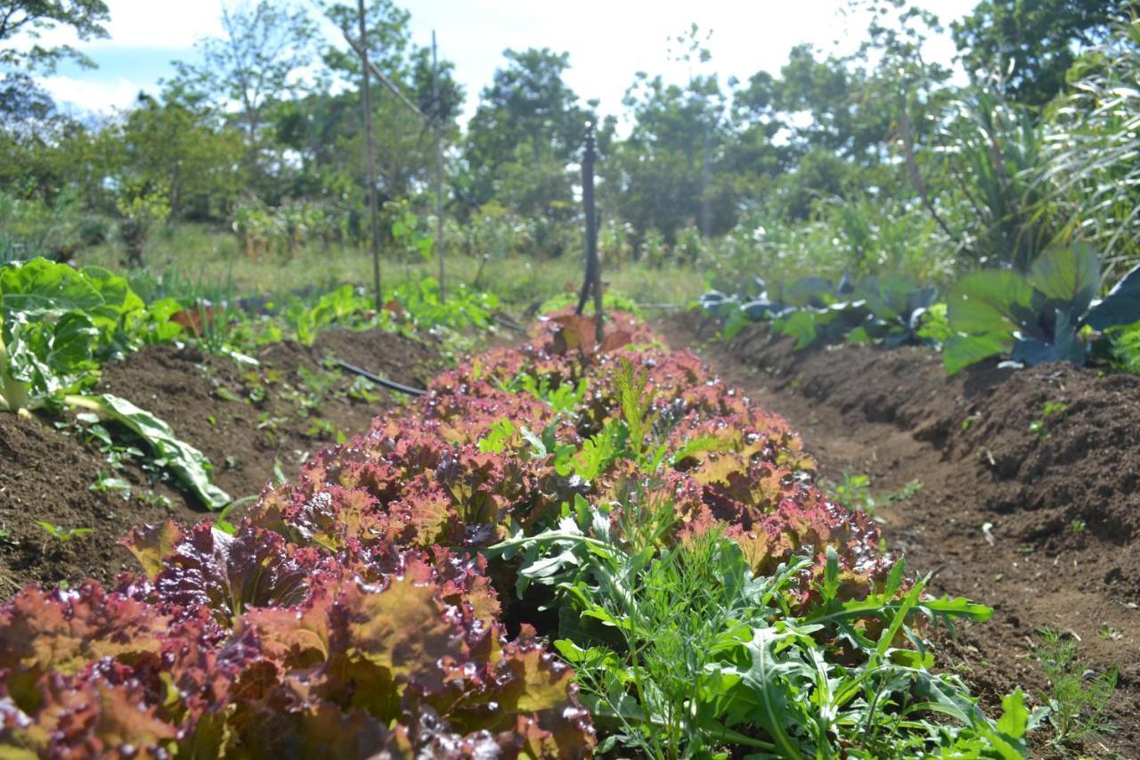 Eco Granja Don Lolo Quesada (Alajuela)